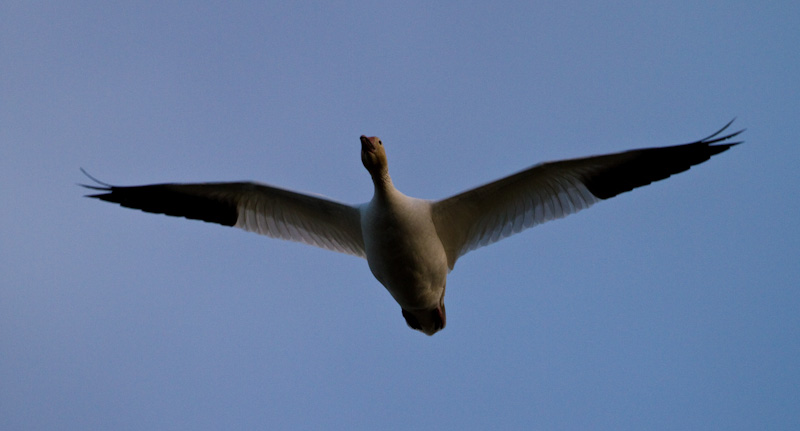 Snow Goose In Flight